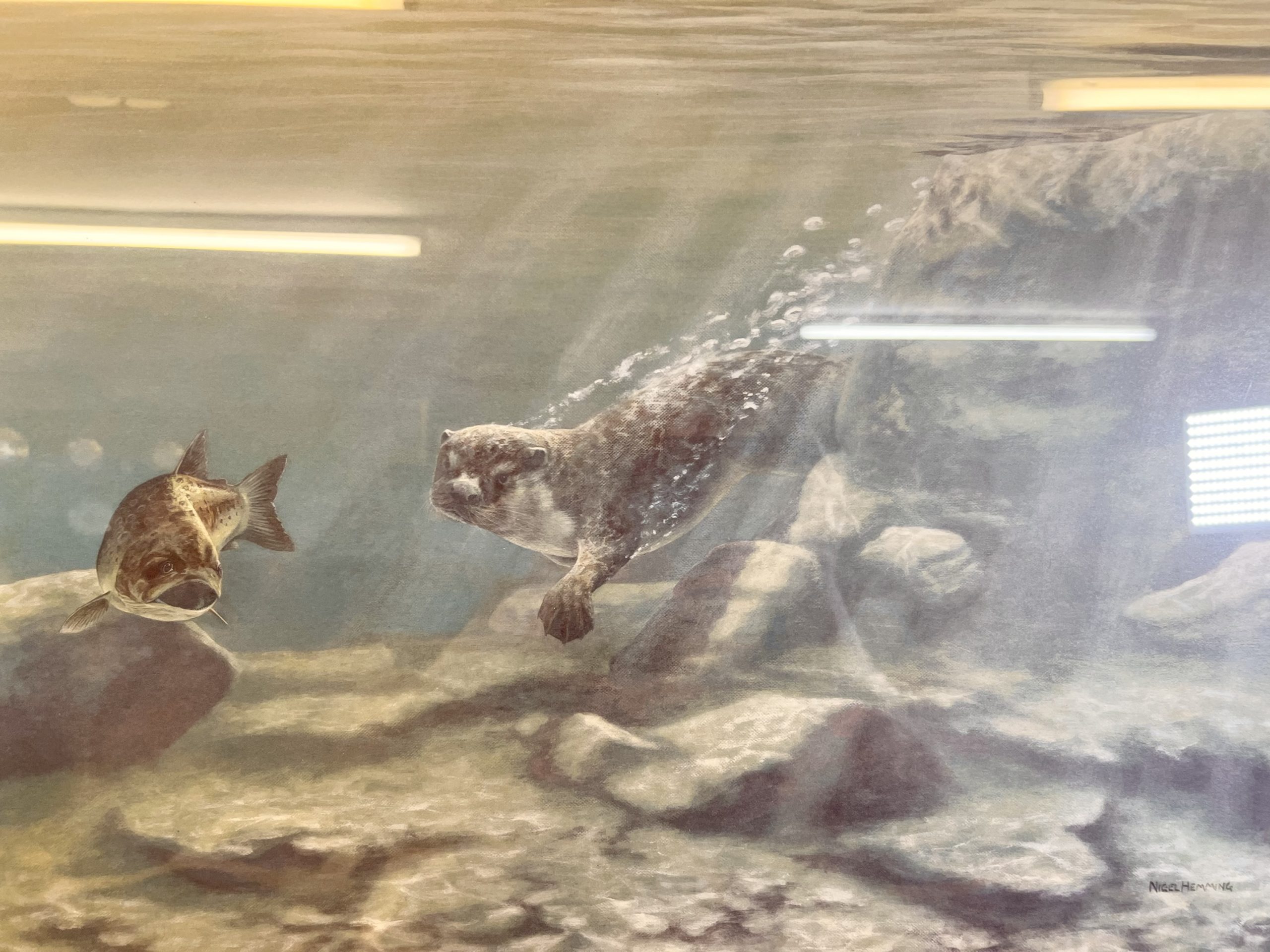 "Trivial Pursuit" - Otter And Fish - Mounted By Nigel Hemming - Image 2