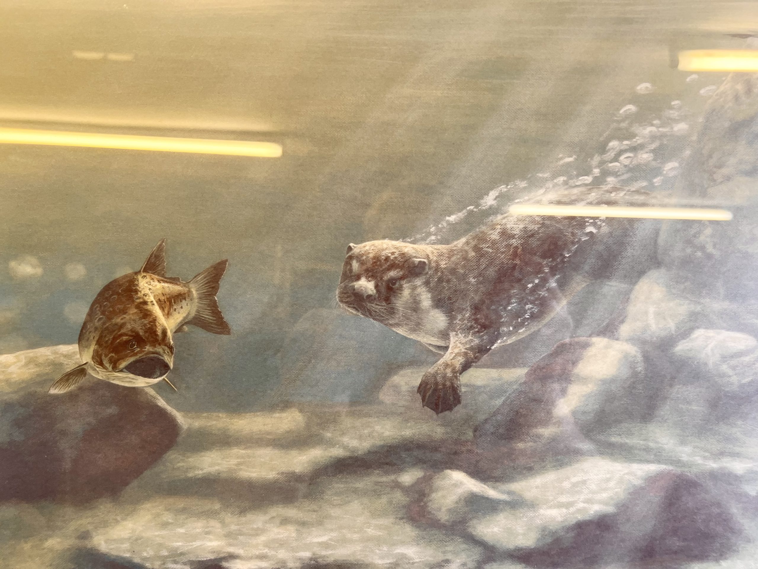 "Trivial Pursuit" - Otter And Fish - Mounted By Nigel Hemming - Image 6